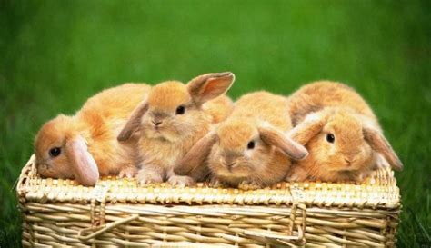 When To Separate Male and Female Rabbits? - Clever …