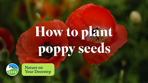 When To Sow Poppy Seeds? Here