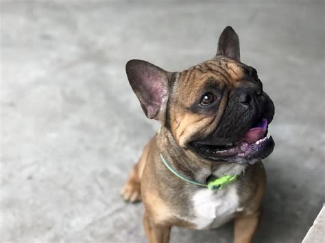 When To Start Training A French Bulldog Puppy