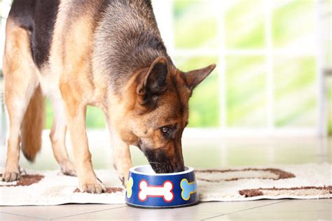 When To Switch A German Shepherd Puppy To Dog Food