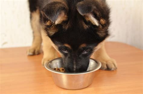 When To Switch German Shepherd From Puppy Food