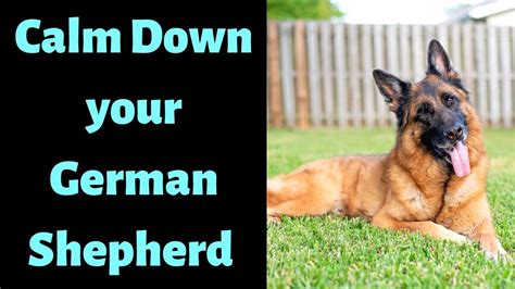 When Will German Shepherd Puppy Calm Down
