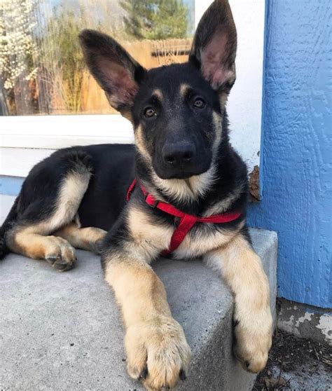 When Will My German Shepherd Puppies Ears Stand Up