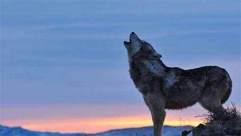 When Wolves Howl