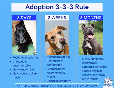 When a Dog Adopted YOU Ideas and Examples of What You Can Do