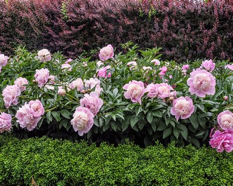 When are peonies in season. Cut back foliage. Provide winter protection. Prune shrubs. Fertilize peonies. Move plants. Divide plants. Large, silken-textured flowers of many colors grace peony ( Paeonia spp.) bushes during the spring. Fall care helps spring blooms, but how you should care for peonies in the fall depends on what type of peony you're growing. 