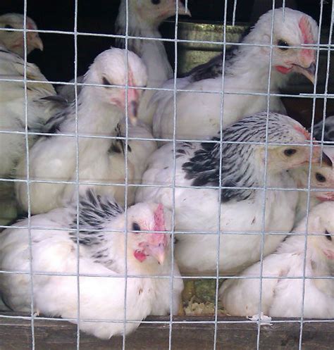 When can bantams go outside? - Cluckin - Silkie