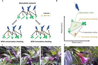 When cheating turns into a stabilizing mechanism of mutualistic ...