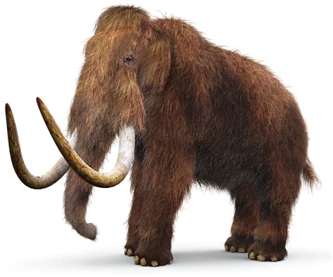 Woolly mammoth, extinct species of elephant found in f
