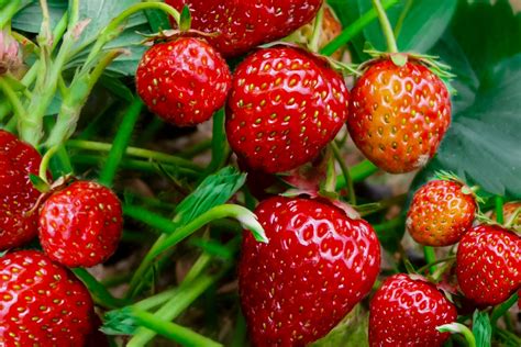 ... strawberries, perhaps as our hunter-gatherer ancestors did. There are numerous varieties of wild strawberries growing in North America: alpine strawberries ...