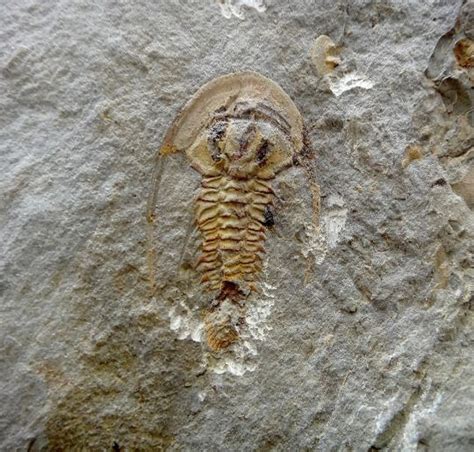 The first trilobites are known from around 520 million years ago, making them about 100 million years older than the first shark and 290 million years older than the first dinosaur. Trilobites lasted for more than 250 million years, surviving through six geological periods. They died out towards the end of the Permian Period.. 