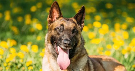 When do Belgian Malinois stop growing? Facts about Malinois