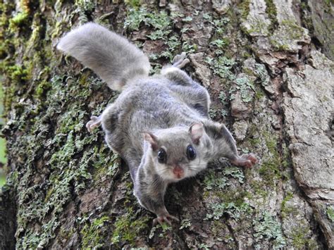 When do flying squirrels have babies.  Southern flying squirrels, However, flying ...