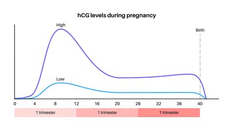When do hcg levels drop.  Human chorionic gonadotropin (hCG) is a horm...