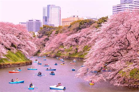 When do the cherry blossoms bloom? - japan-guide.com