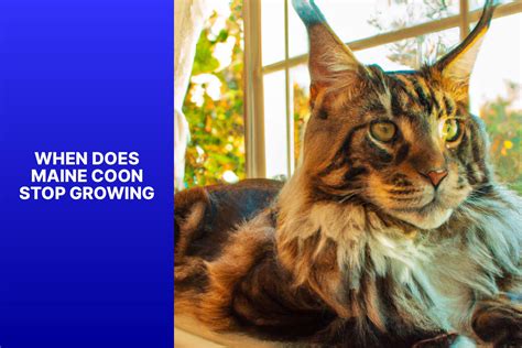 When does a maine coon stop growing. Things To Know About When does a maine coon stop growing. 