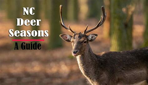 November 16th - Dec 1st. indianajoe. Senior Member. Posts: 134. 2024-25 Deer Season Dates. Dec 3, 2023 at 6:38am via mobile Woody Williams, Ahawkeye, and 2 more like this. Quote. Select Post. Deselect Post.