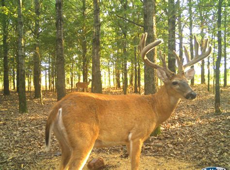 2022-2023 Georgia Deer Season Dates - Hunt The South. Web Oct 25, 