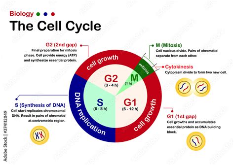 When does dna replication occur in the cell cycle.  The D period refers t...
