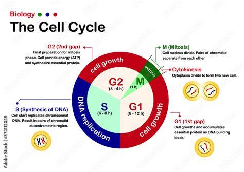 When does dna replication occur in the cell cycle. DNA replication occurs dur...