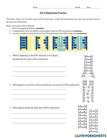 When does dna replication take place.  DNA replication worksheets with answers play a ...