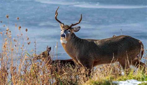 September 14, 2022. The California Department of Fish and Wildlife (CDFW) general deer season is set to open in many parts of the state Saturday, September 17. Deer season is already underway in California's A and B4 zones along the coast. Hunters are advised to visit CDFW's Emergency Closures web page for information and resources before ...