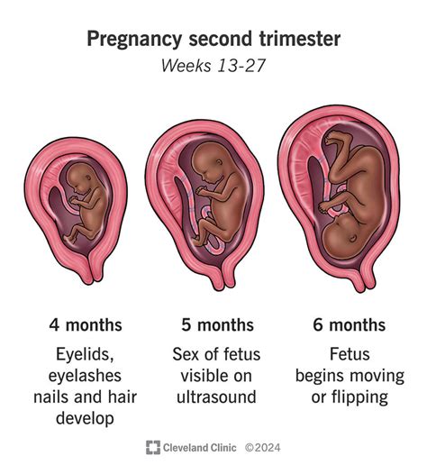 When does second trimester end.  How often will I go to see the doctor...