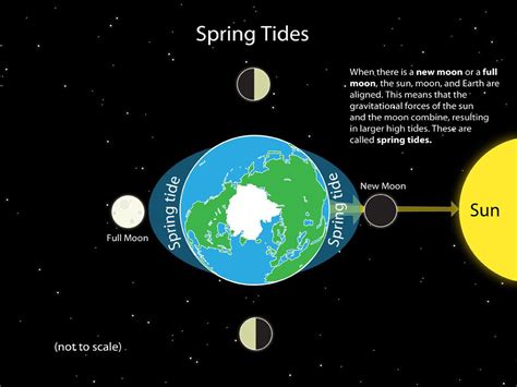 When does spring tide occur.  They should observe one high tide and one low...