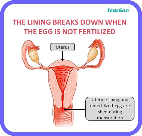 When egg is not fertilized what happened