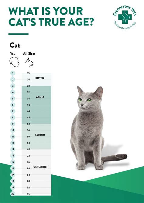 When is a cat considered an adult. It's a good idea to transition her slowly from the kitten food to her new adult food, introducing it gradually over a five- to seven-day period to help get her used to the new taste and consistency. At approximately 14 months of age, your vet will also recommend a booster vaccination to make sure your cat's immunity from disease is maintained. 