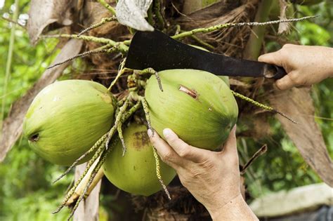When is a coconut ripe to pick