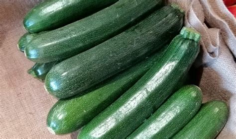 When is a courgette a marrow