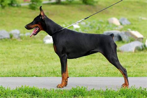 When a Doberman is two years old, he is fully grown. Dobermans are regarded as adults at the age of 12 months and will have grown to their full height by then, but. The majority of Doberman Pinschers, however, take up to two years to reach their mature weight and fully develop their chests. Doberman pup lying in the grass. What size should.. 