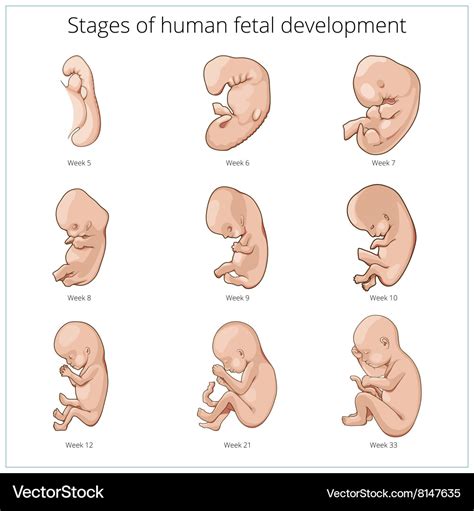 When is a fetus a human