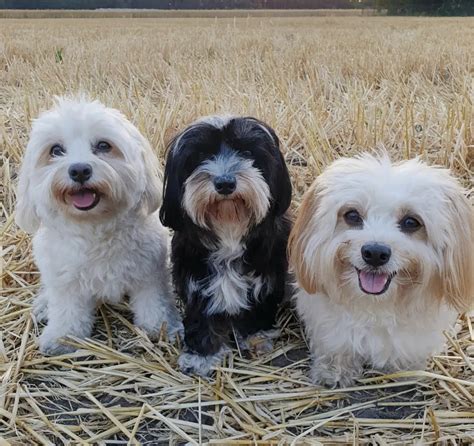 When is a havanese full grown