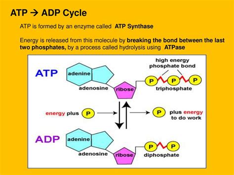 When is atp formed