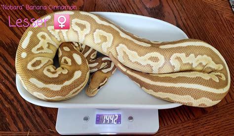 When is ball python breeding season