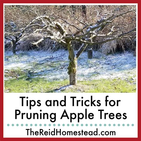 When is best to prune apple trees