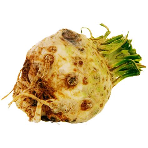When is celeriac in season uk