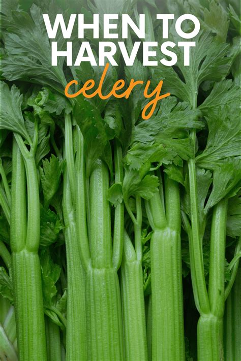 When is celery ready