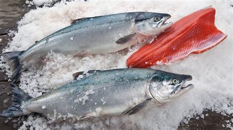 When is copper river salmon available