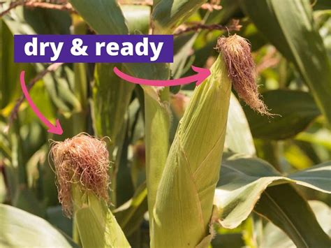 When is corn ready to pick