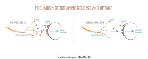 When is dopamine released