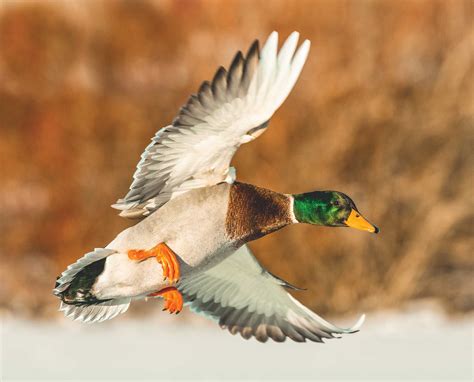 When is duck hunting