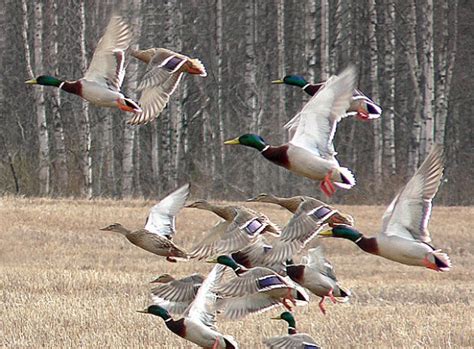 Mallard duck populations down 50% in North America, but they still come to Arkansas over other states Arkansas late winter mallard estimates remain lowest in 15 years Watch 5NEWS on YouTube .. 