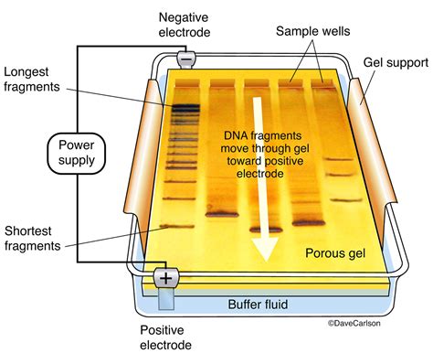 When is electrophoresis used