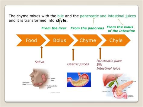 When is food called a bolus chyme anf feces? - Answers