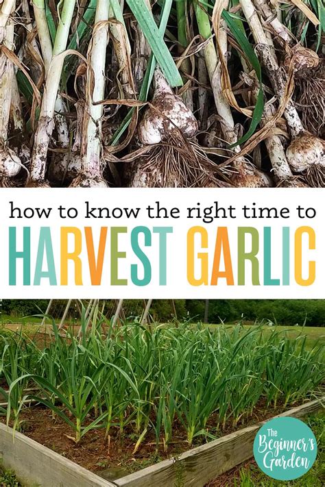 When is garlic ready to harvest