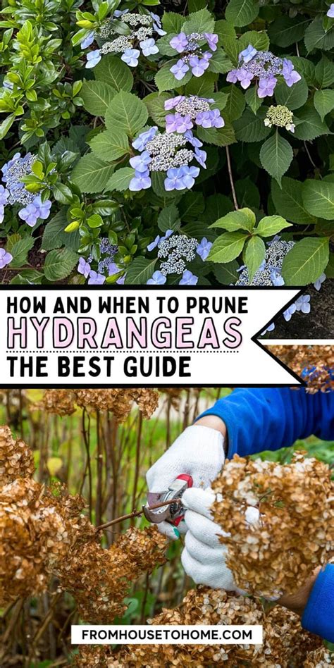 When is it best to prune hydrangeas