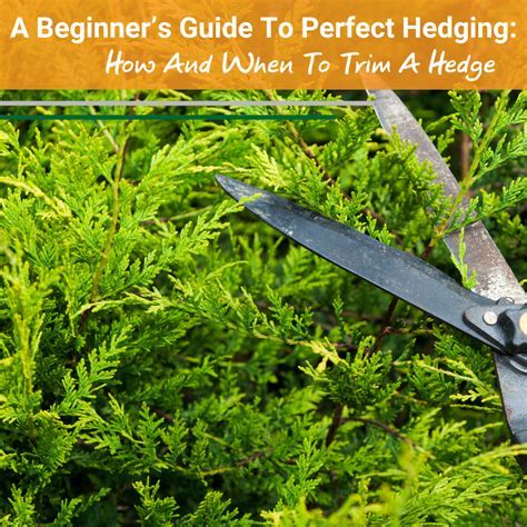 When is it ok to cut hedges